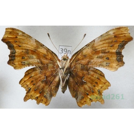 Polygonia c-album (Linnaeus, 1758) reverse Rusałka ceik Poland39n